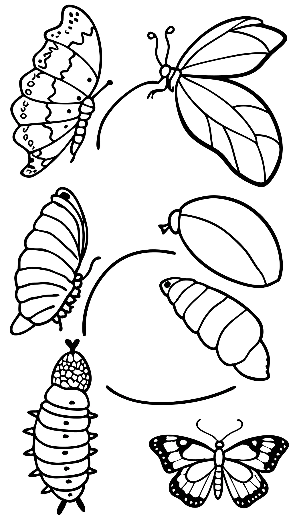 Página de color del ciclo de vida de mariposa